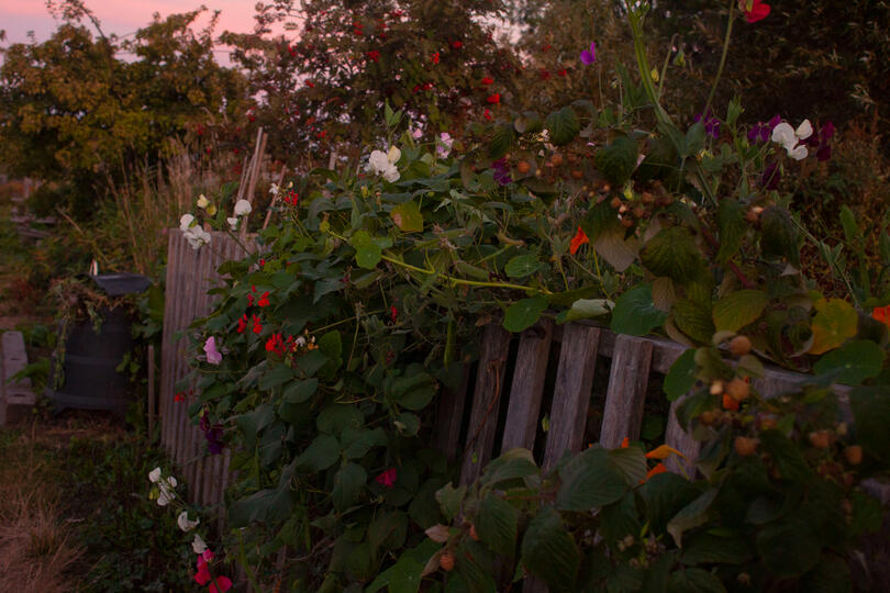 autumn flowers and compost