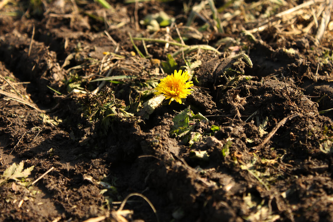 unfulfilled wish (#14)