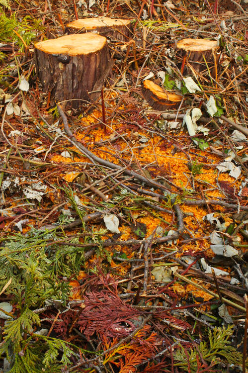 bleeding out ii (#2)