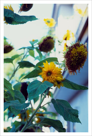 sunflower (2022)